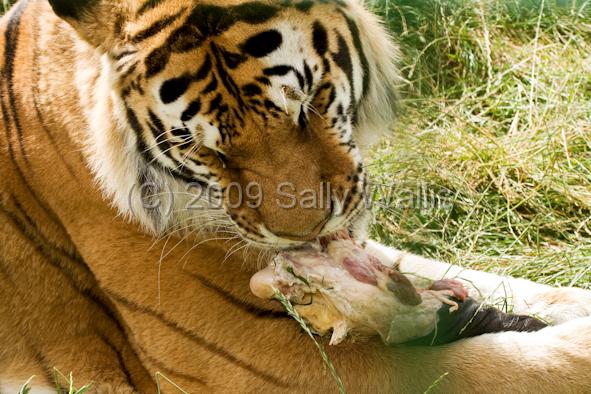 Tiger eating.jpg - Close-up of Tiger chewing a hunk of raw meat